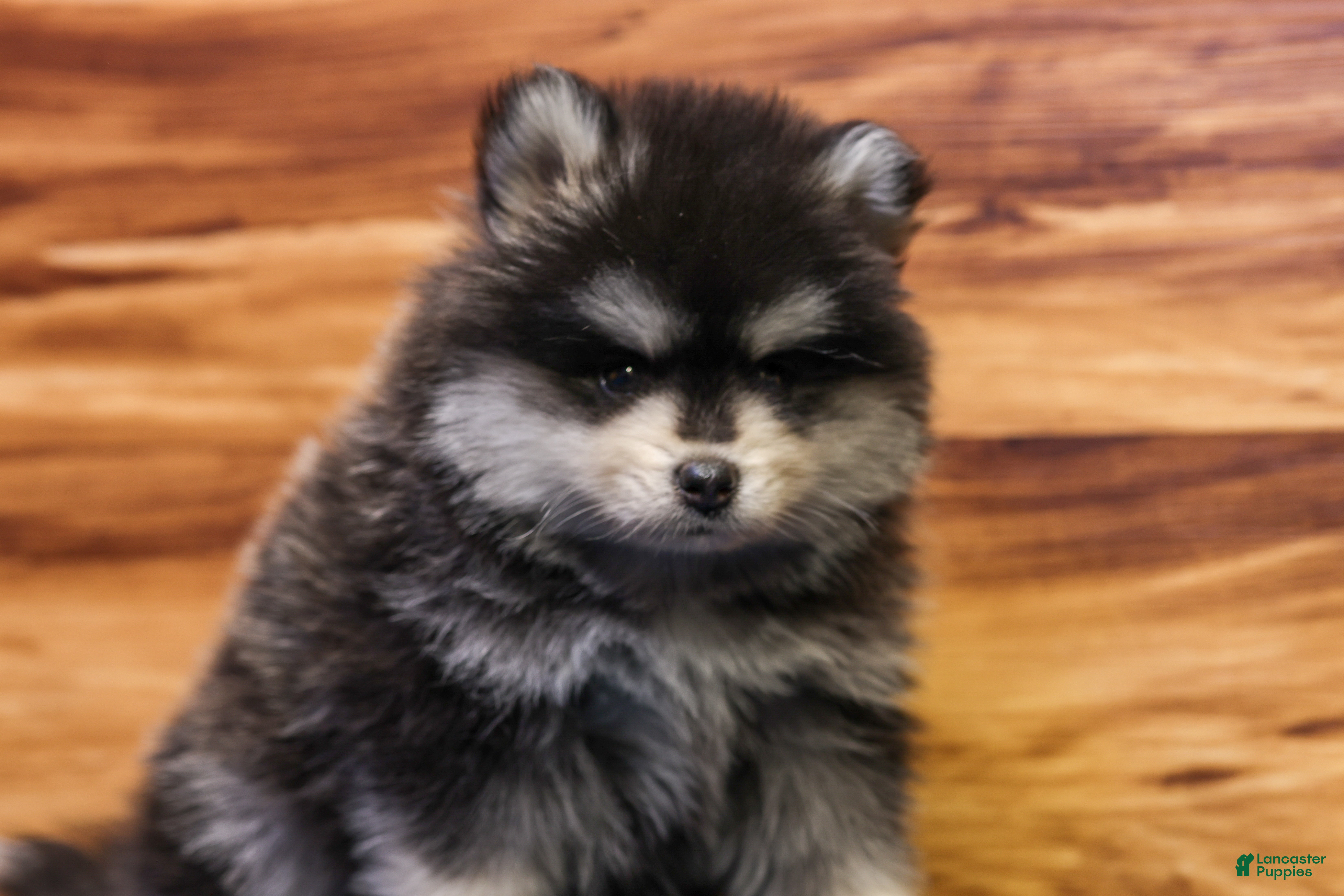 Pomsky dogs Teddy - Ad 1