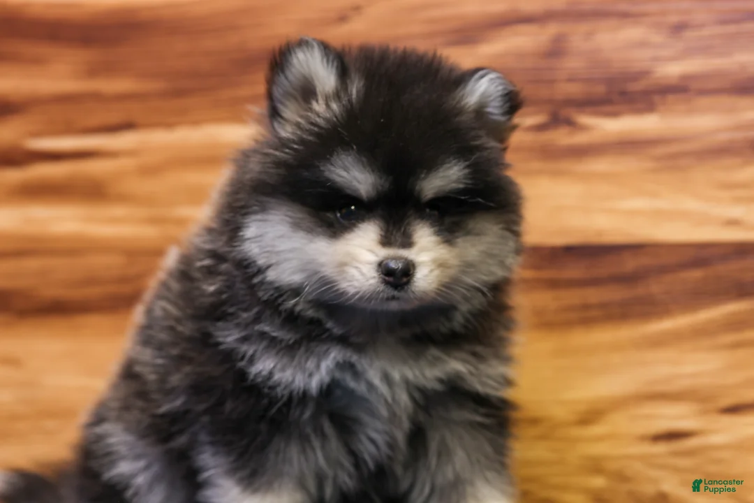 Pomsky dogs for sale: Teddy - Ad 1
