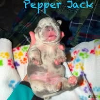 French Bulldog dogs for sale: Pepper Jack - Ad 3