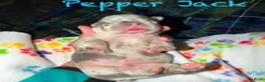 Pepper Jack