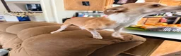 Chihuahua dogs for sale: Chihuahua Puppy 4 - Ad 2