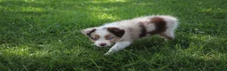 Australian Shepherd dogs for sale: Skyla - Ad 4