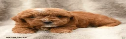 Miniature Poodle dogs for sale: Mason - Ad 4
