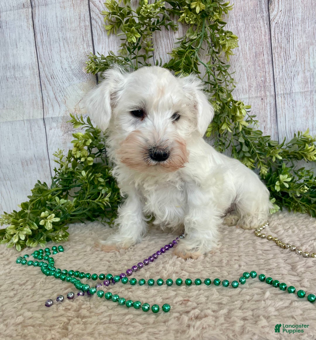 Miniature Schnauzer dogs for sale: Miniature Schnauzer Puppy 1 - Ad 4