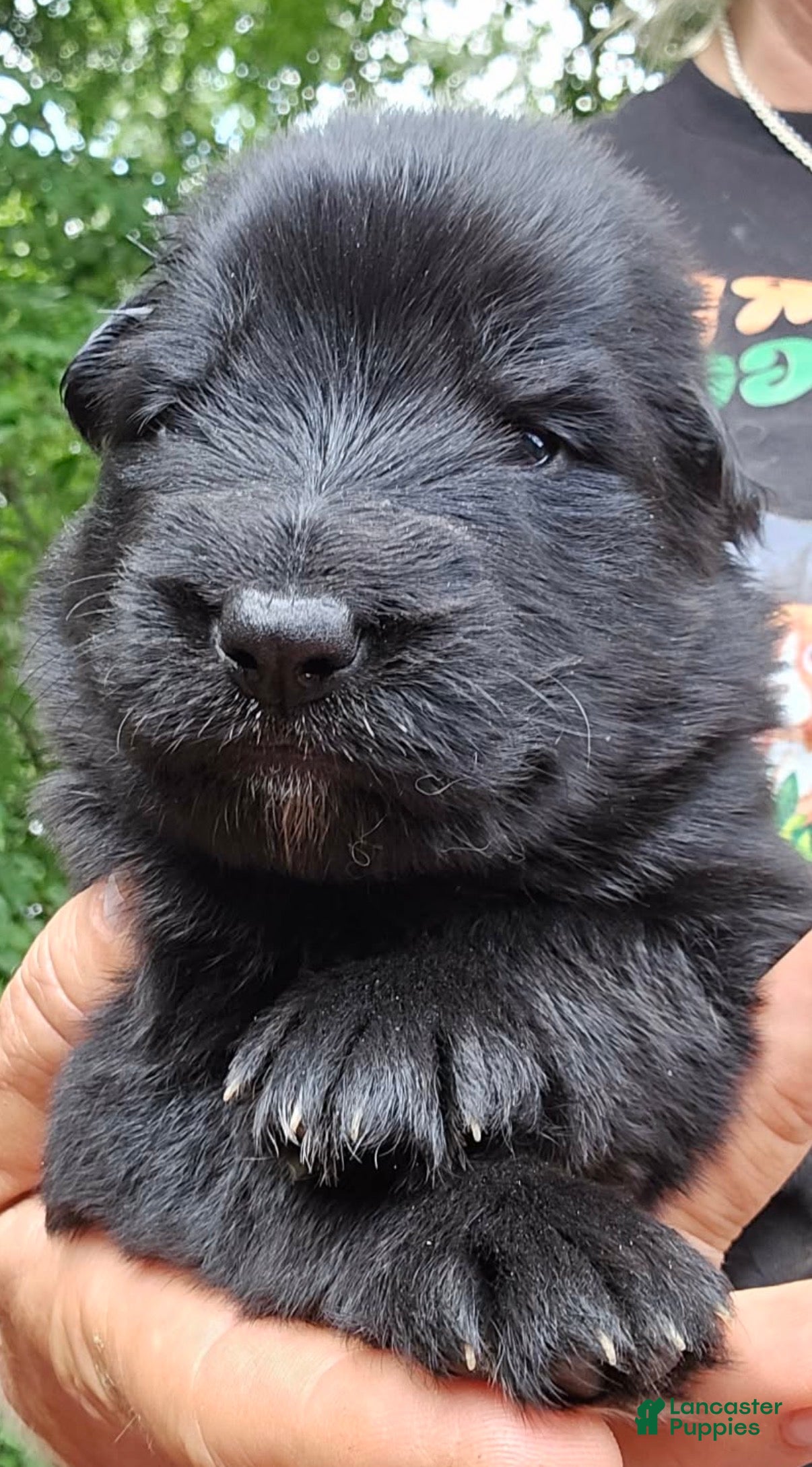 German Shepherd dogs for sale: German Shepherd Puppy 3 - Ad 2