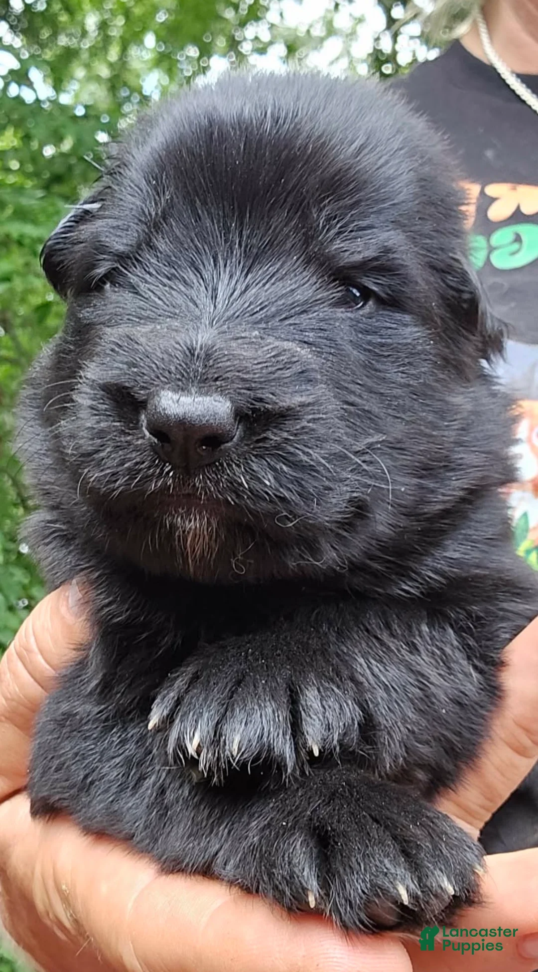 German Shepherd dogs for sale: German Shepherd Puppy 3 - Ad 1