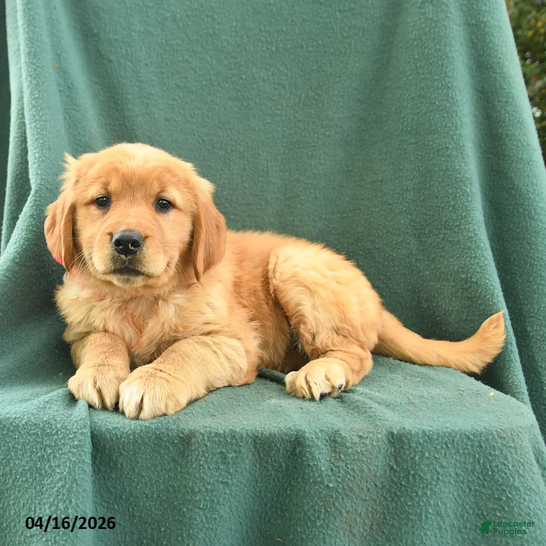Golden Retriever dogs for sale: Riva - Ad 2