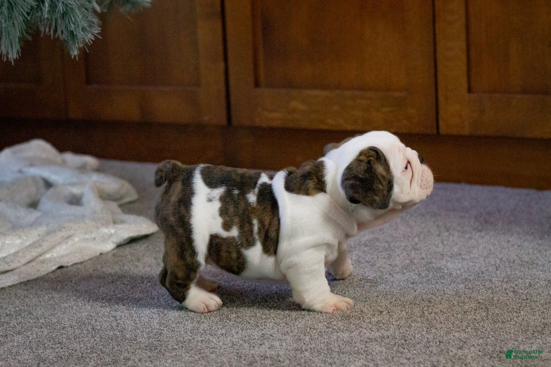 English Bulldog dogs for sale: Lucy - Ad 5