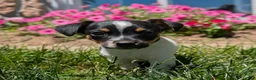 Jack Russell Terrier dogs for sale: Joker - Ad 8