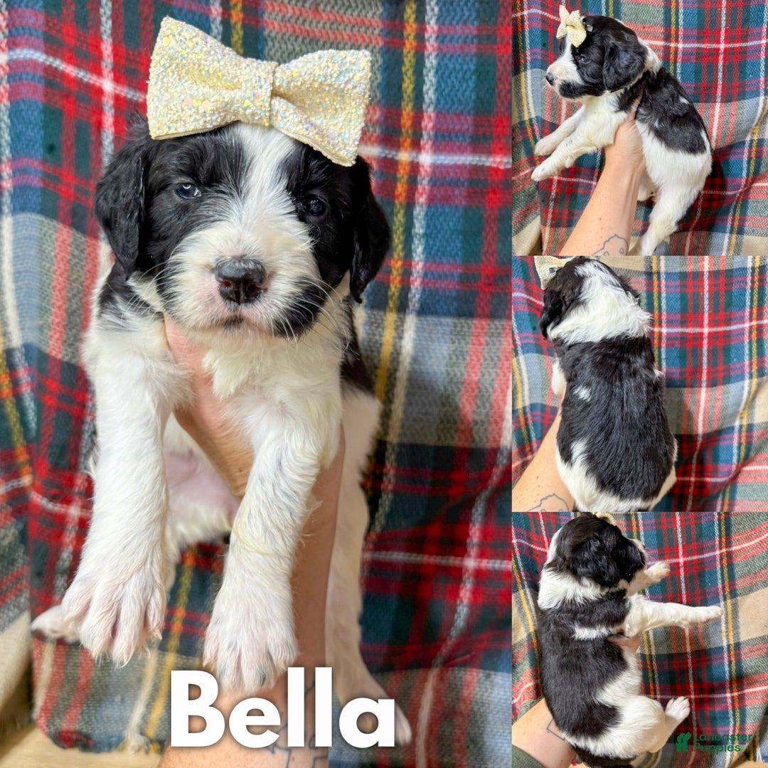 Mixed Breed dogs for sale: Bella - Ad 1
