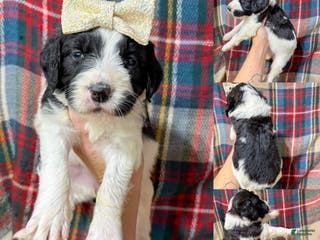 Mixed Breed dogs Bella - Ad 9