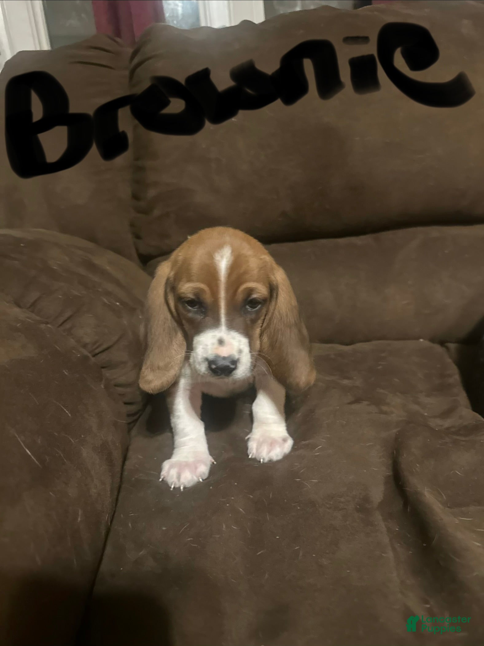 Basset Hound dogs Brownie - Ad 2