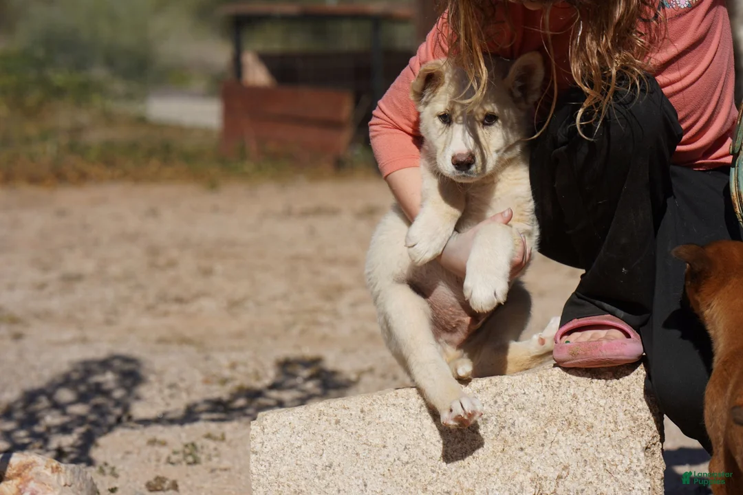 Mixed Breed dogs for sale: Toes M Cream - Ad 12