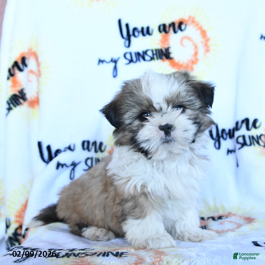 Shih Tzu dogs Biscotti - Ad 2