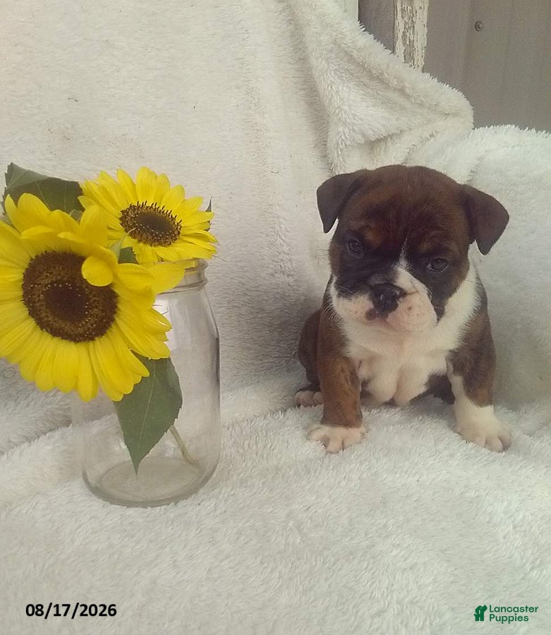 Olde English Bulldogge dogs Sutton - Ad 1