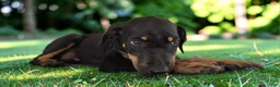 Catahoula Leopard Dog dogs for sale: Gypsie 2026 Female 2 - Ad 7