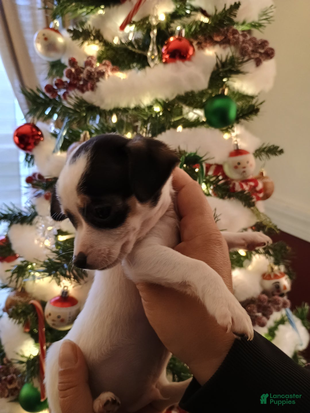 Chihuahua dogs for sale: Coal t-cup  - Ad 9