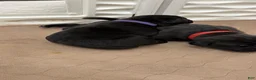 Cane Corso dogs for sale: Purple Collar - Meadow - Ad 3