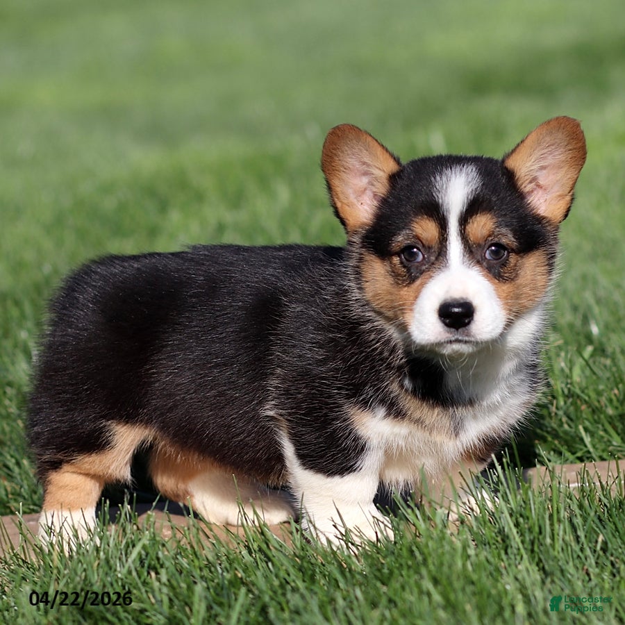 Welsh Corgi Pembroke dogs Marigold - Ad 2