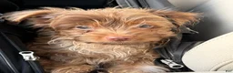 Yorkshire Terrier dogs for sale: Simba - Ad 4