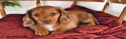 Miniature Dachshund dogs for sale: Iris - Ad 4