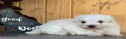 Maltese dogs for sale: Mischief - Ad 4