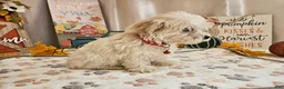 Maltipoo dogs for sale: Carlo Lynne - Ad 5