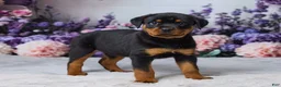Rottweiler dogs for sale: Nova - Ad 4
