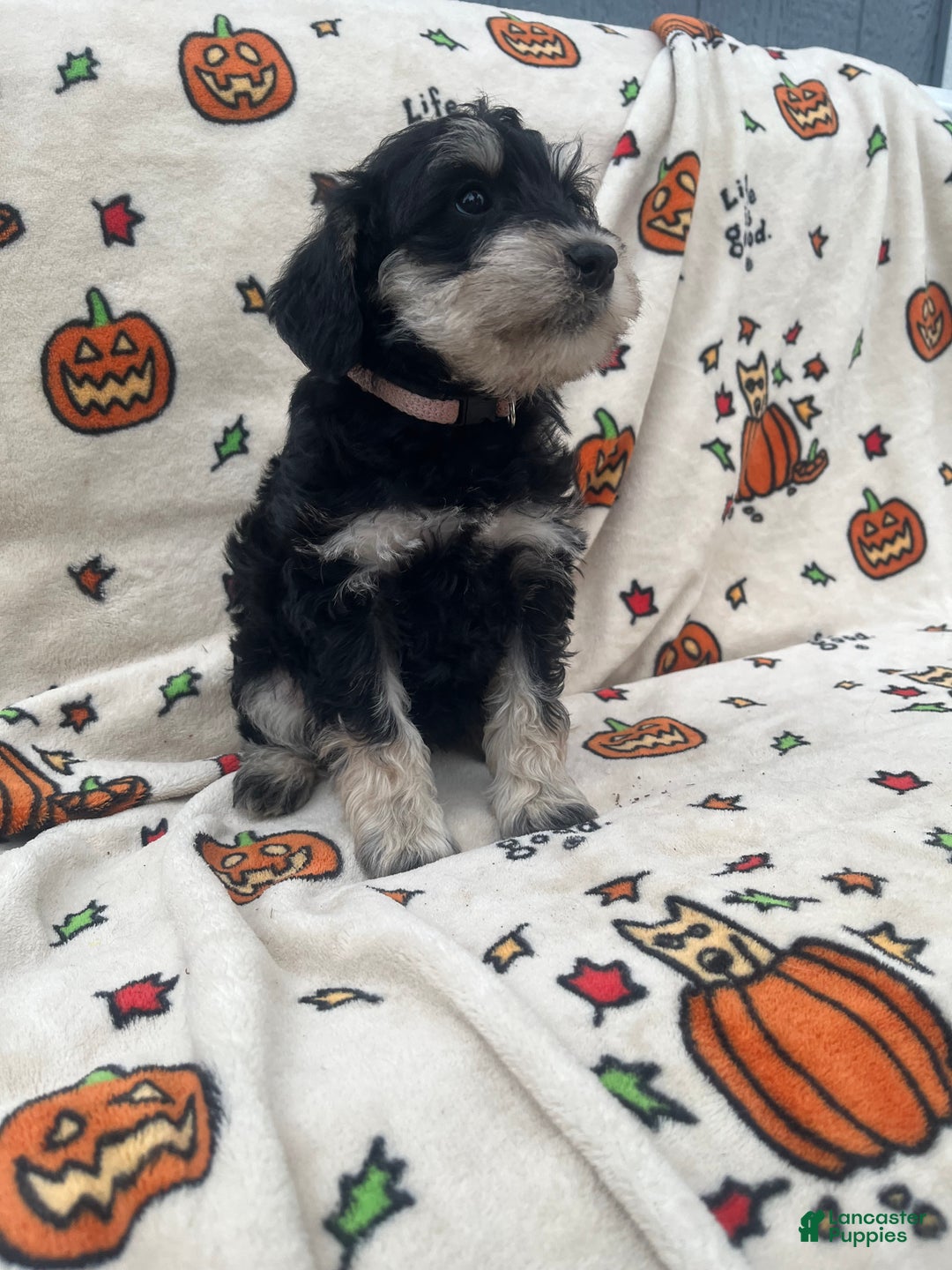 Miniature Schnauzer dogs for sale: Kali - Ad 3