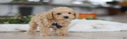 Schnoodle dogs for sale: Bruno - Ad 4