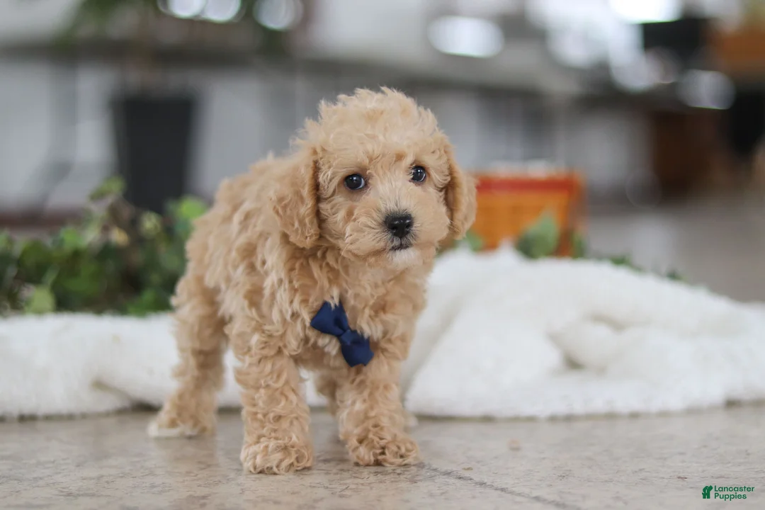 Schnoodle dogs for sale: Bruno - Ad 4
