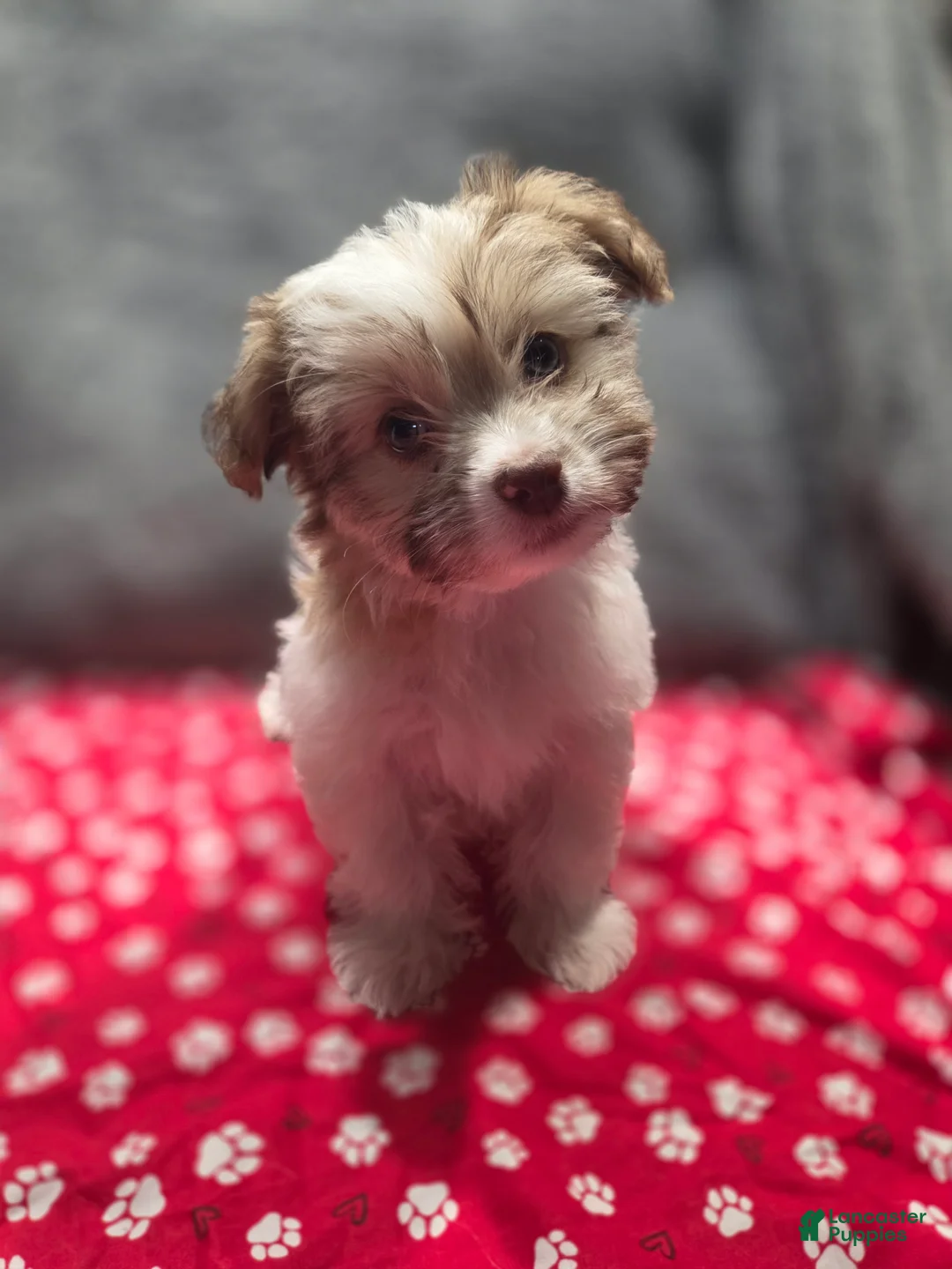 Havanese dogs for sale: Havanese Puppy 6-Karma - Ad 1