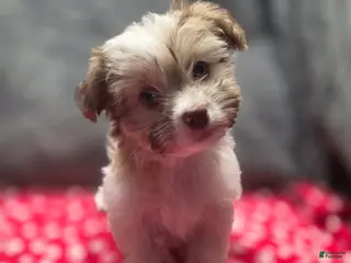 Havanese dogs Havanese Puppy 6-Karma - Ad 24