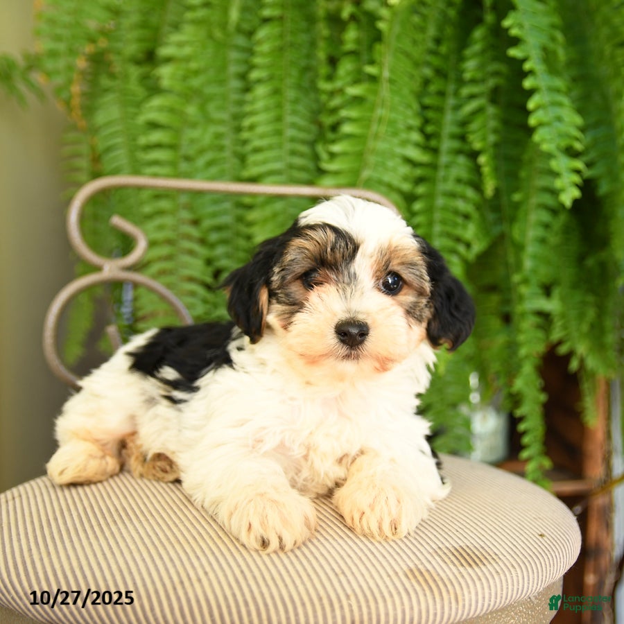 Yorkiepoo Puppies for sale Lancaster Puppies