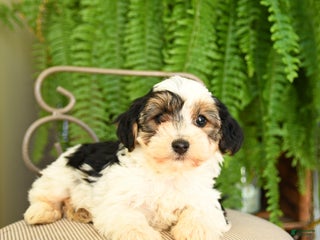 Yorkiepoo dogs - Ad 12