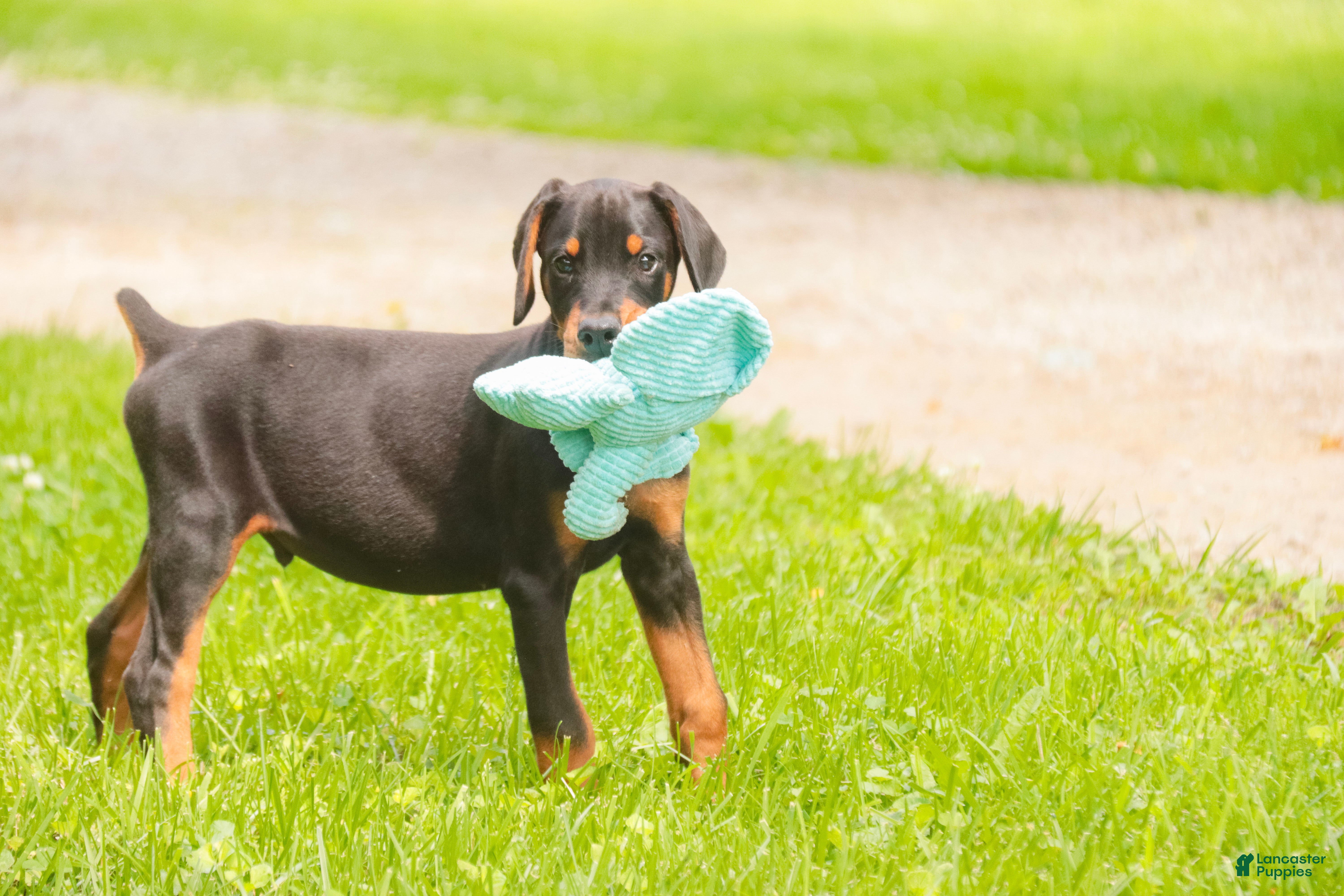 Doberman Pinscher dogs Griffin - Ad 2