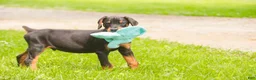 Doberman Pinscher dogs for sale: Griffin - Ad 2