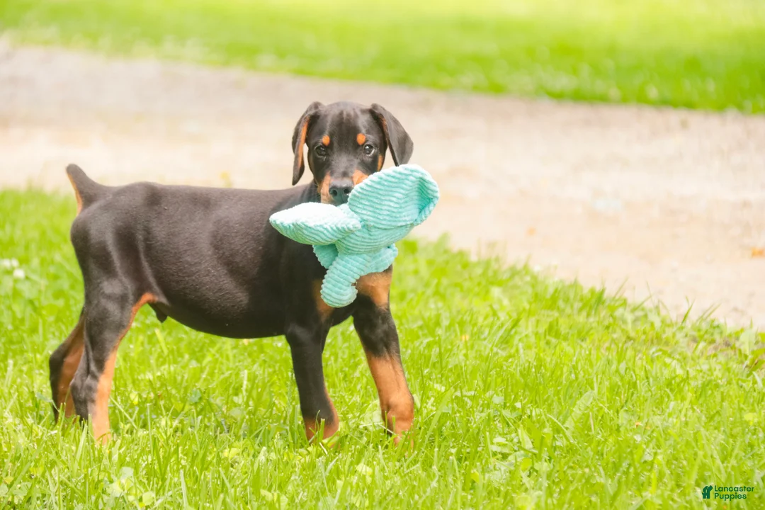 Doberman Pinscher dogs for sale: Griffin - Ad 2