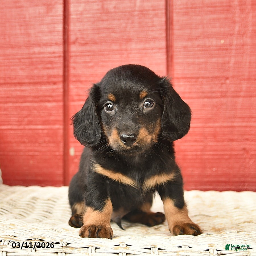 Dachshund dogs Timmy  - Ad 2
