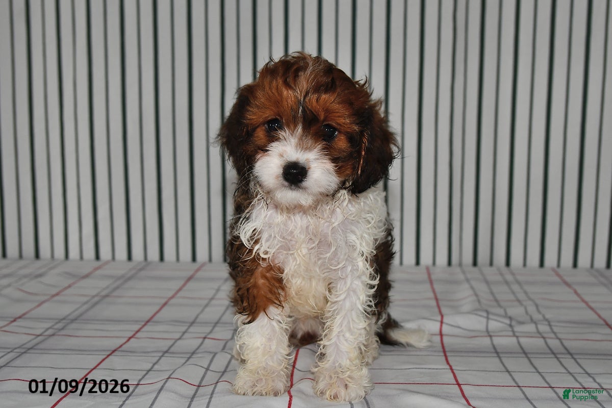 Cavapoo dogs for sale: Betsy - Ad 4