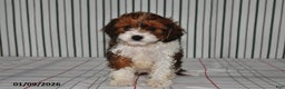 Cavapoo dogs for sale: Betsy - Ad 1