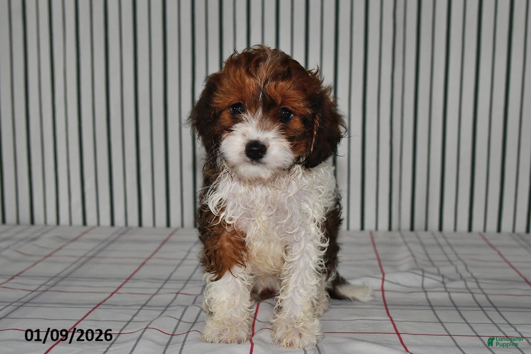 Cavapoo dogs for sale: Betsy - Ad 1