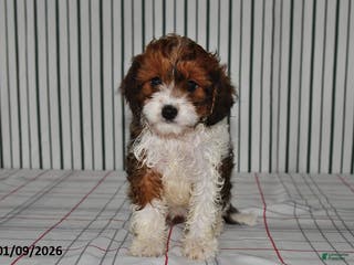 Cavapoo dogs for sale: Betsy - Ad 4