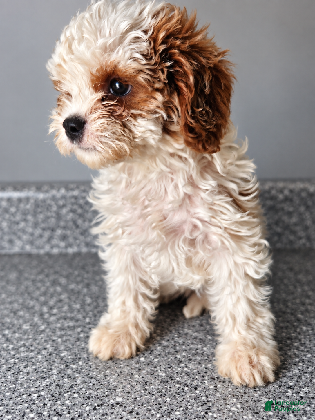 Cavapoo dogs Dory - Ad 16
