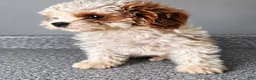 Cavapoo dogs for sale: Dory - Ad 1