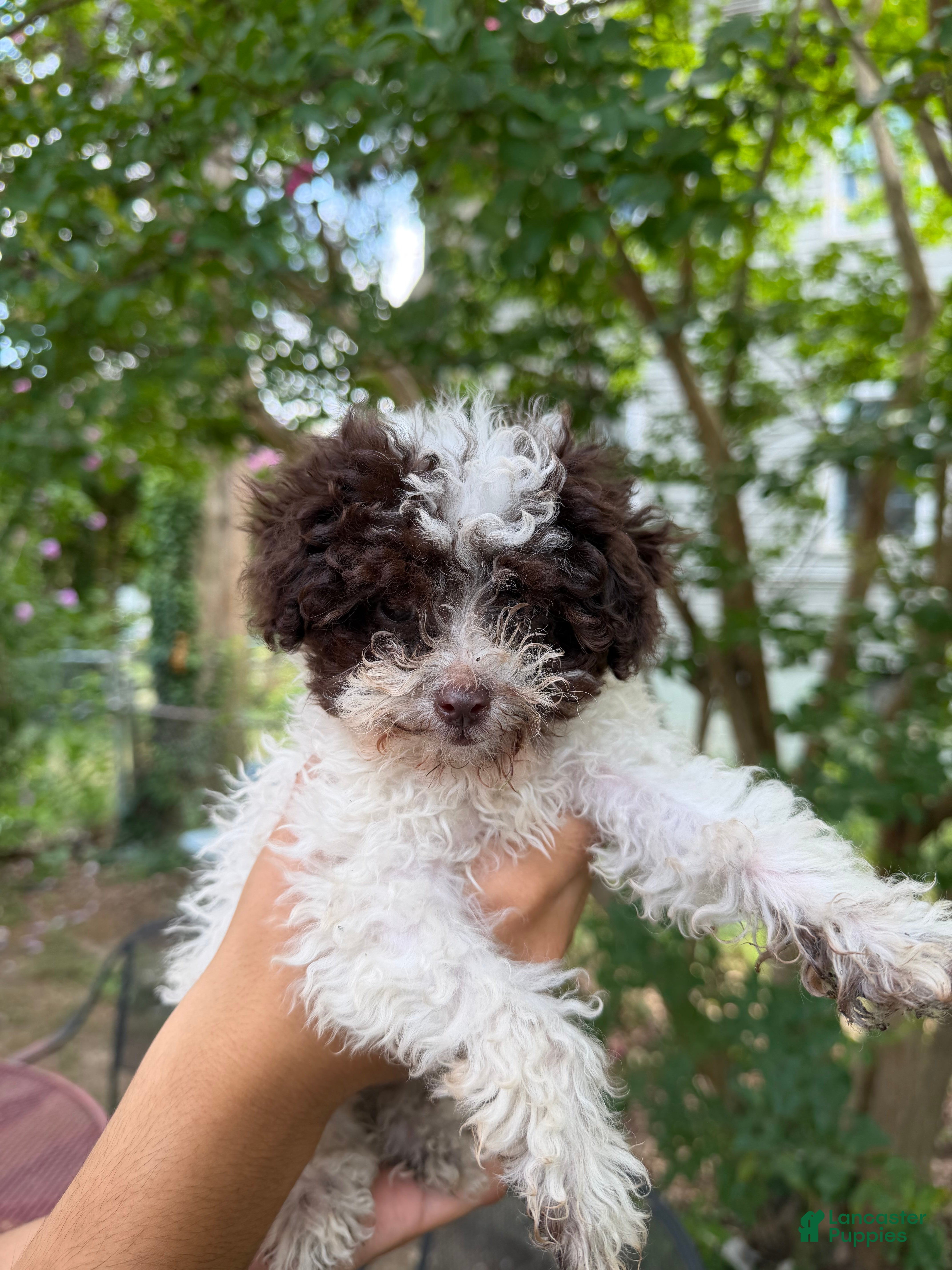 Toy Poodle dogs Lucy - Ad 1