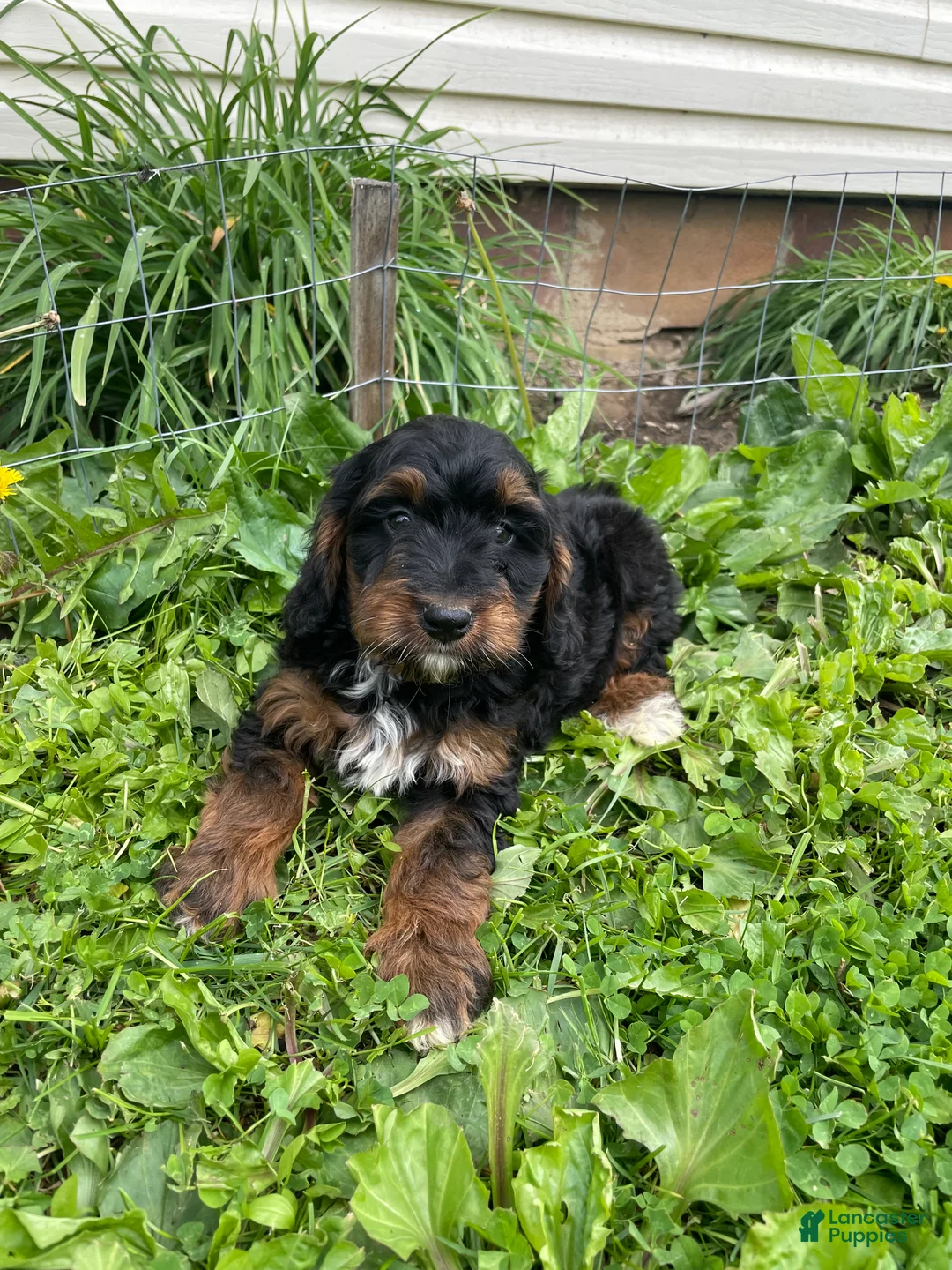 Cockapoo dogs for sale: Cockapoo Puppy 1 - Ad 2