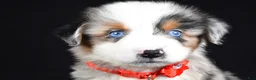Miniature Australian Shepherd dogs for sale: Kane - Ad 8
