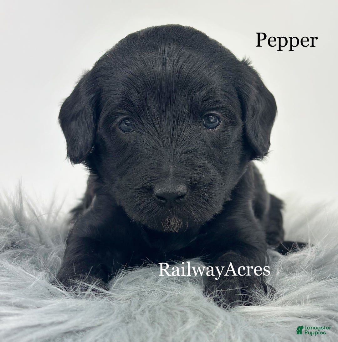 Mixed Breed dogs for sale: Pepper - Ad 3