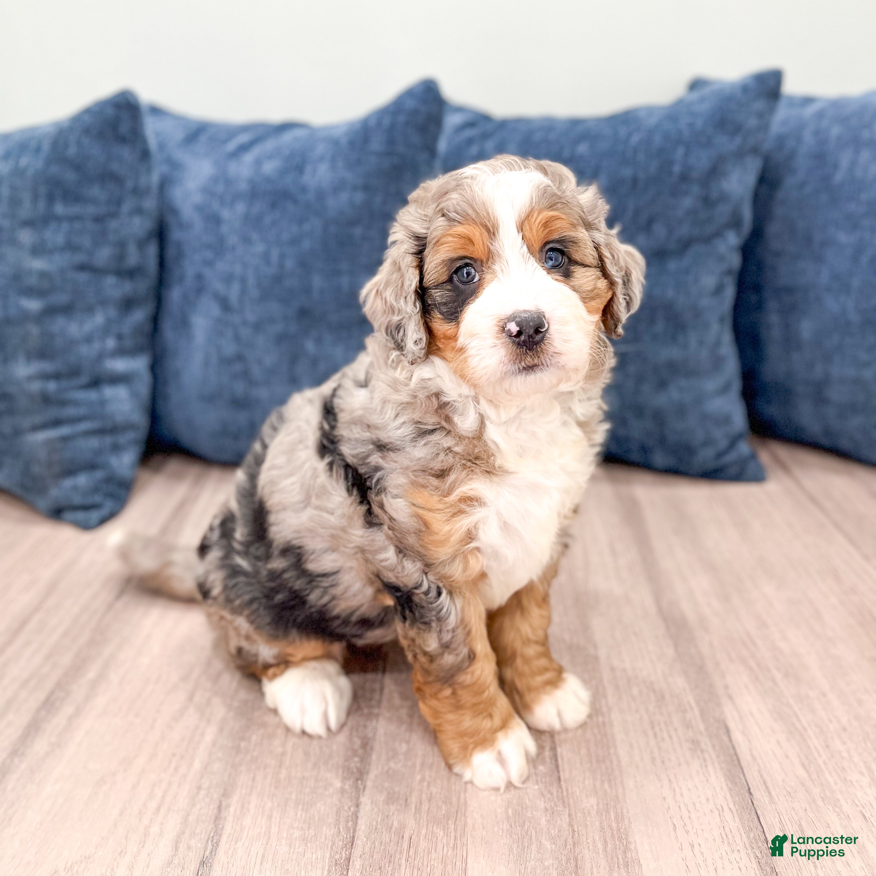 Mini Bernedoodle dogs for sale: Isabella - Ad 8